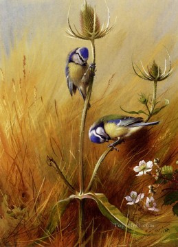  paja Lienzo - Bluetits en un cardo Archibald Thorburn pájaro